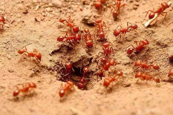红火蚁：世界上最危险的蚂蚁