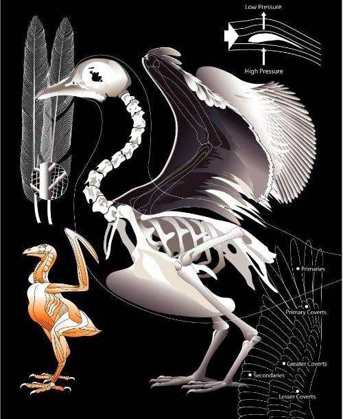 鸟类的骨头里有骨髓吗