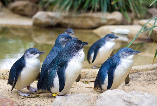 小蓝企鹅：世界上最小的企鹅