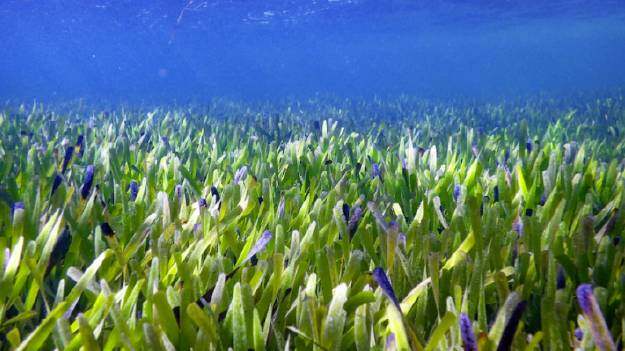 占地达200平方公里 面积最大的植物竟然是海草