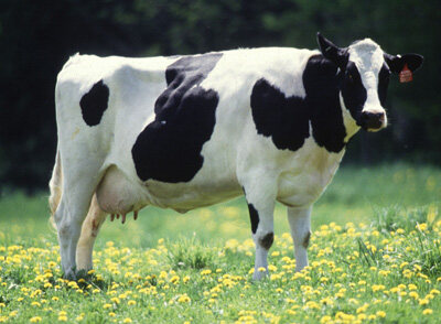 奶牛吃绿色青草 为何牛奶是白色