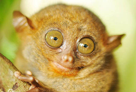 菲律宾眼镜猴：世界上最小的灵长类动物