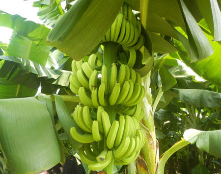 香蕉是长在树上的吗？香蕉其实是草本植物