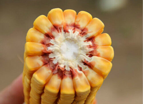 玉米截面的玉米粒都是偶数