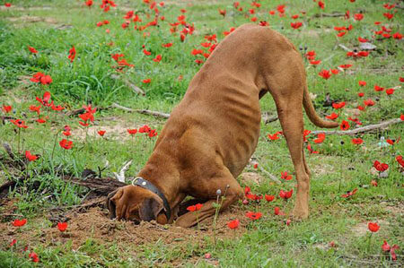 为什么狗喜欢挖坑呢？