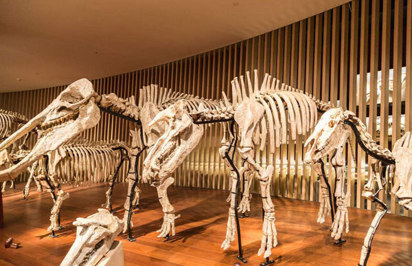 为什么能在地球上找到恐龙的骨骼