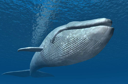 鲸鱼心跳每分钟只有10次