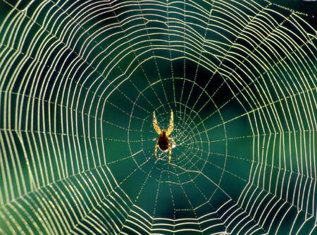 蜘蛛织网时为什么不会被网粘住