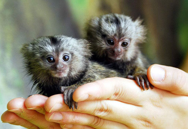 狨猴：世界上最小的猴子