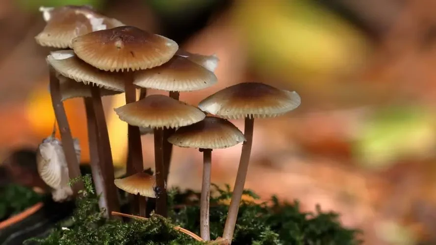 为什么蘑菇生长不需要阳光