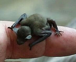 大黄蜂蝙蝠：世界上最小的哺乳动物