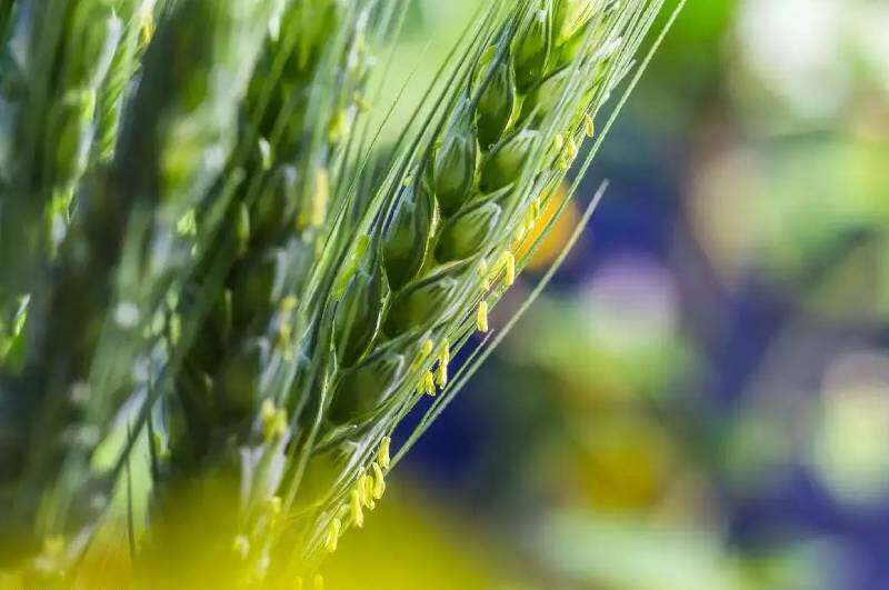 小麦花：寿命最短的花