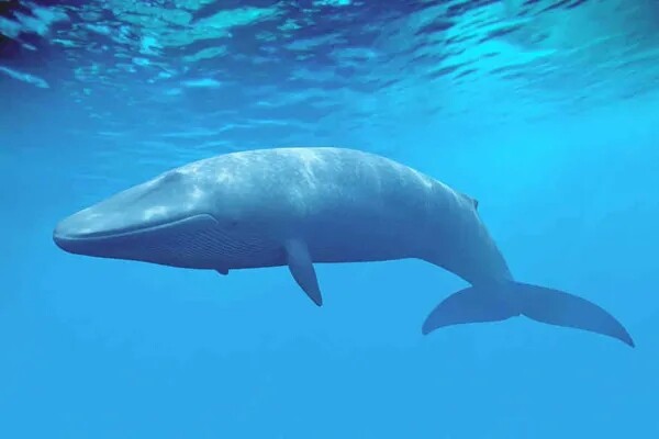 鲸鱼为什么会长那么大