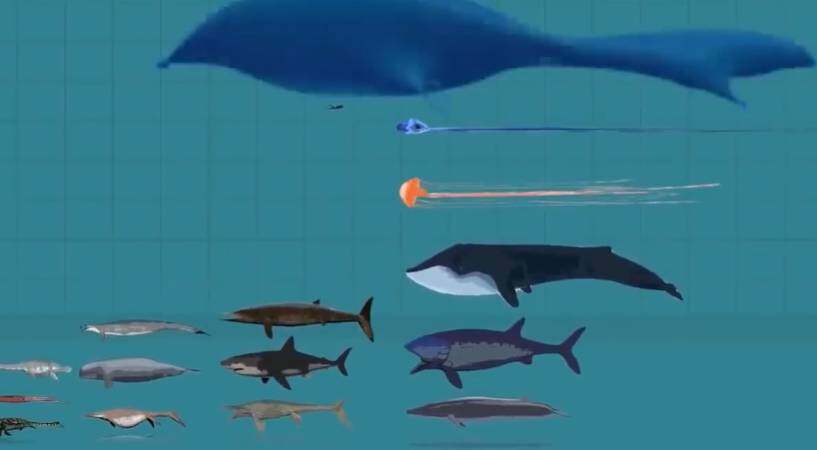 地球上曾出现过的部分海洋生物尺寸比较
