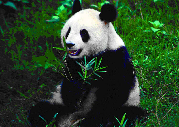 大熊猫每天排便40多次