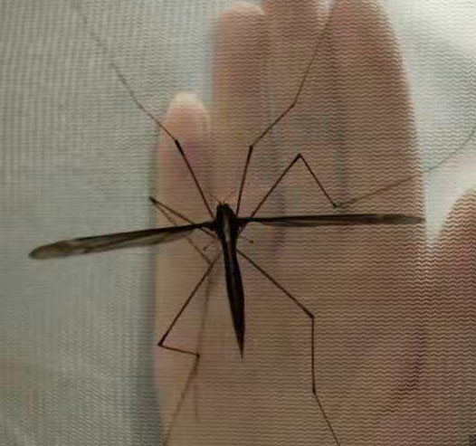 世界最大的蚊子 长达25.8厘米