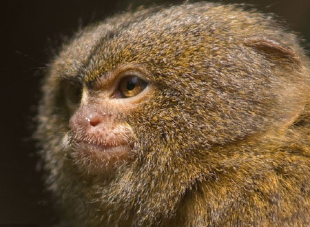 世界上最小的侏儒猴