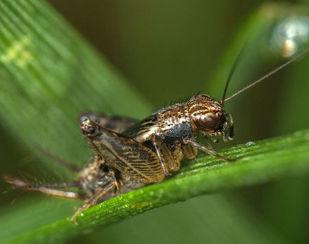 蟋蟀的耳朵是长在腿上的吗