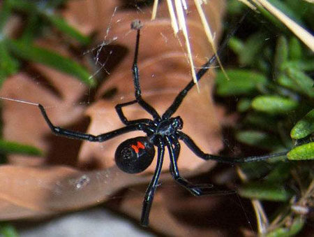 红斑蛛—世界上最毒的蜘蛛