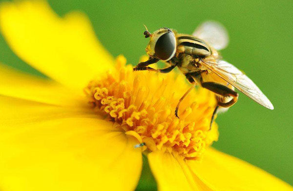 为什么蜜蜂知道在什么地方采蜜