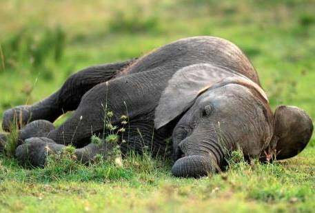 大象是站着睡觉还是躺着睡觉