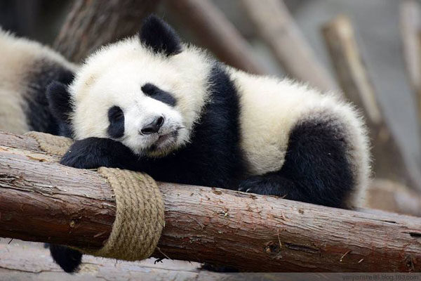 大熊猫究竟有多懒