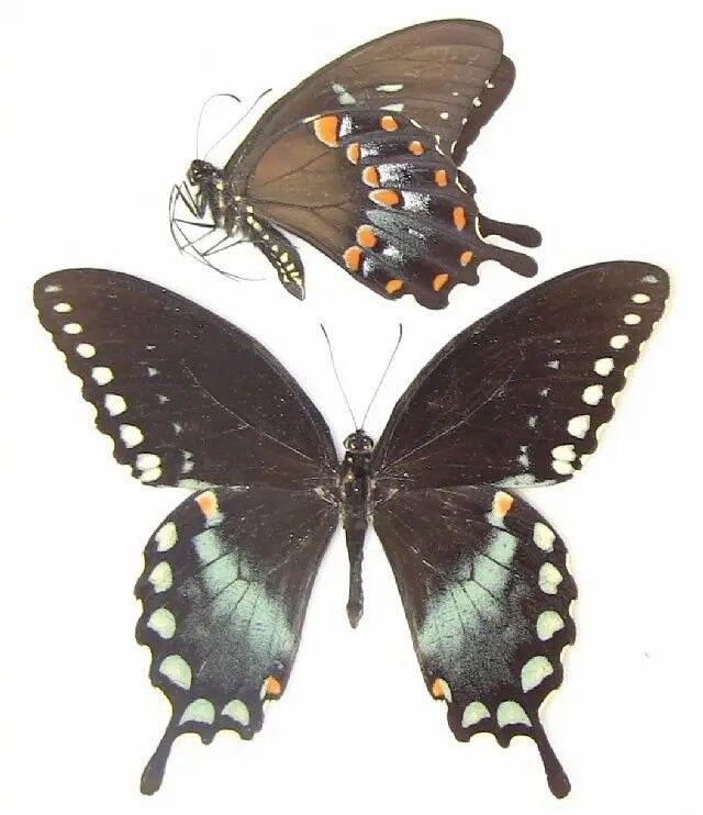 北美银月豹凤蝶,幼虫