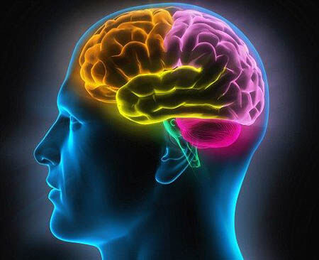 人的大脑有多重 怎么测量大脑的重量