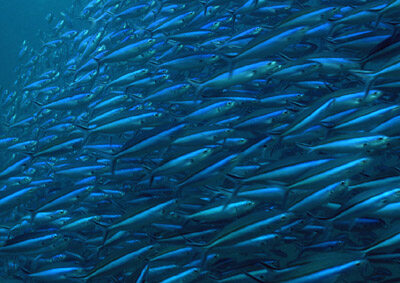 深海鱼类为什么都结群游动