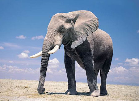大象为什么能长那么大 是因为吃得多吗