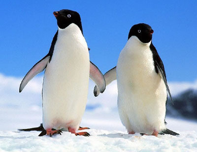 企鹅的脚为什么不怕冻