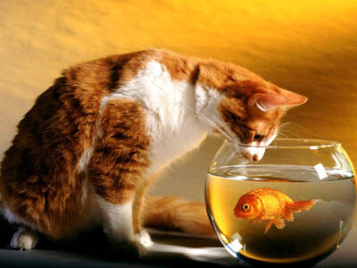 猫为什么喜欢吃鱼和老鼠