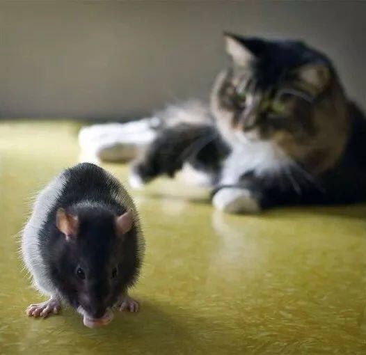 猫更喜欢抓小老鼠而不喜欢大老鼠