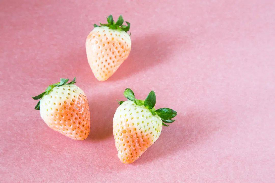 白色草莓是转基因水果吗