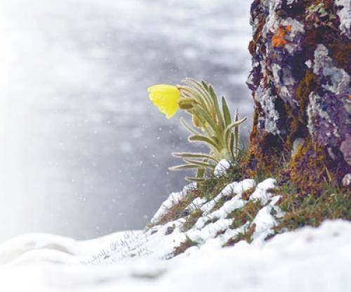 为何冰天雪地也有植物开花