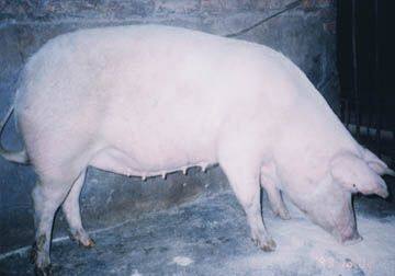 新疆瘦肉型白猪