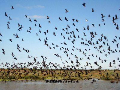朱贾国家鸟类保护区
