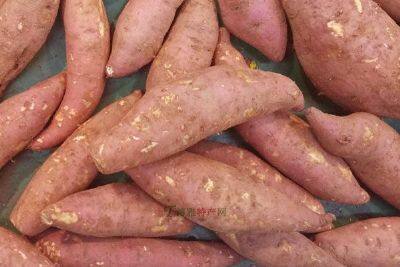 紫云红心红薯