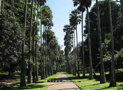 斯里兰卡皇家植物园