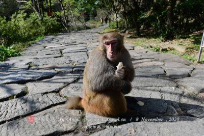 博阿本-非玛猴子保护区