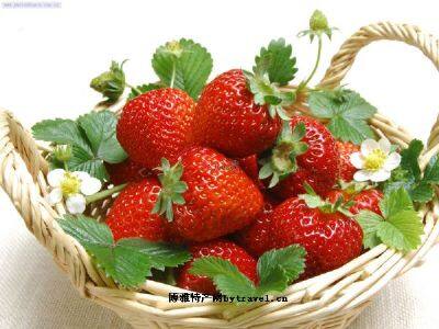 祝沟草莓