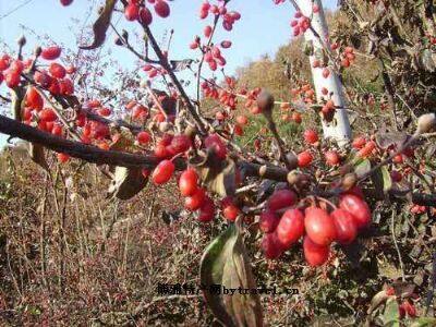 西峡山茱萸