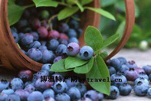 梨树蓝莓