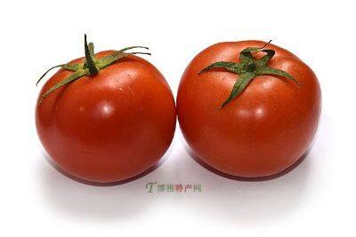 “绿音符”西红柿