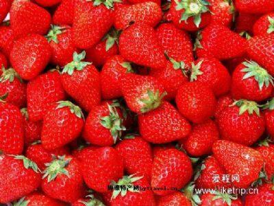 凌海草莓