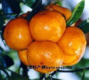 黄岩蜜桔