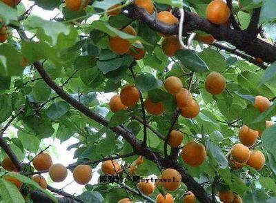 红荷包杏