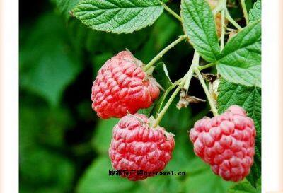 东陵红树莓