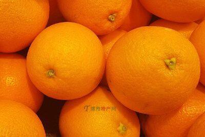 永福桂花橙