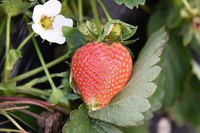 广饶草莓